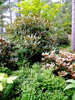 Plantskolan